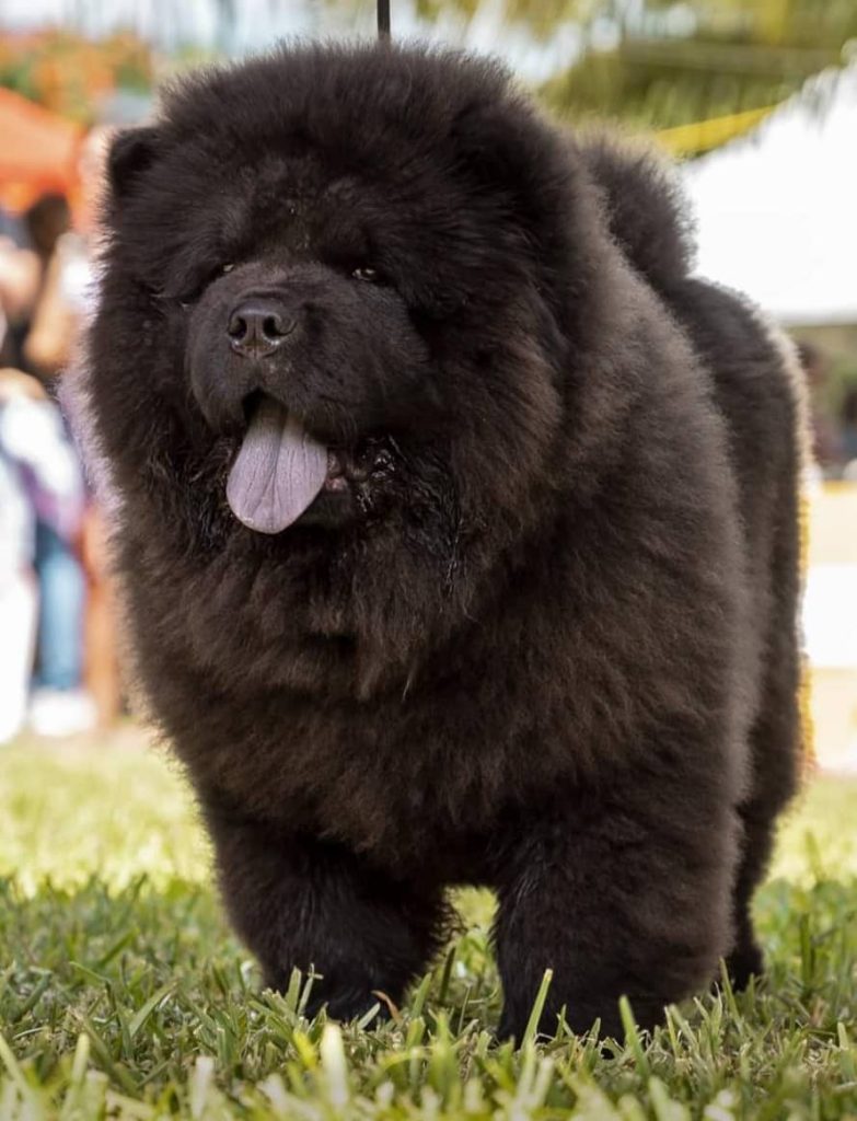 TAKURO des Samourais de la fournaise elevage chow chow reunion 974 poils court, poils lons chiots chow chow