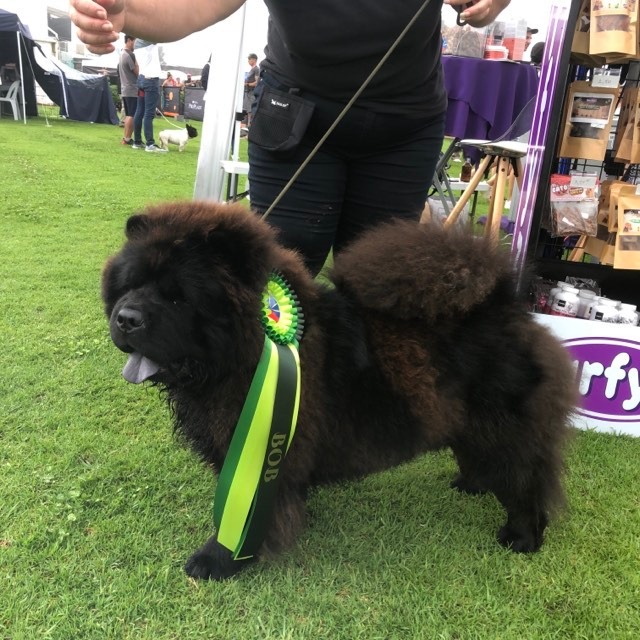 Chiens de l’élevage Les Samouraïs de la Fornaise présentés en exposition canine à La Réunion, avec leurs maîtres et éleveurs – Chow-Chows poil court et poil long
