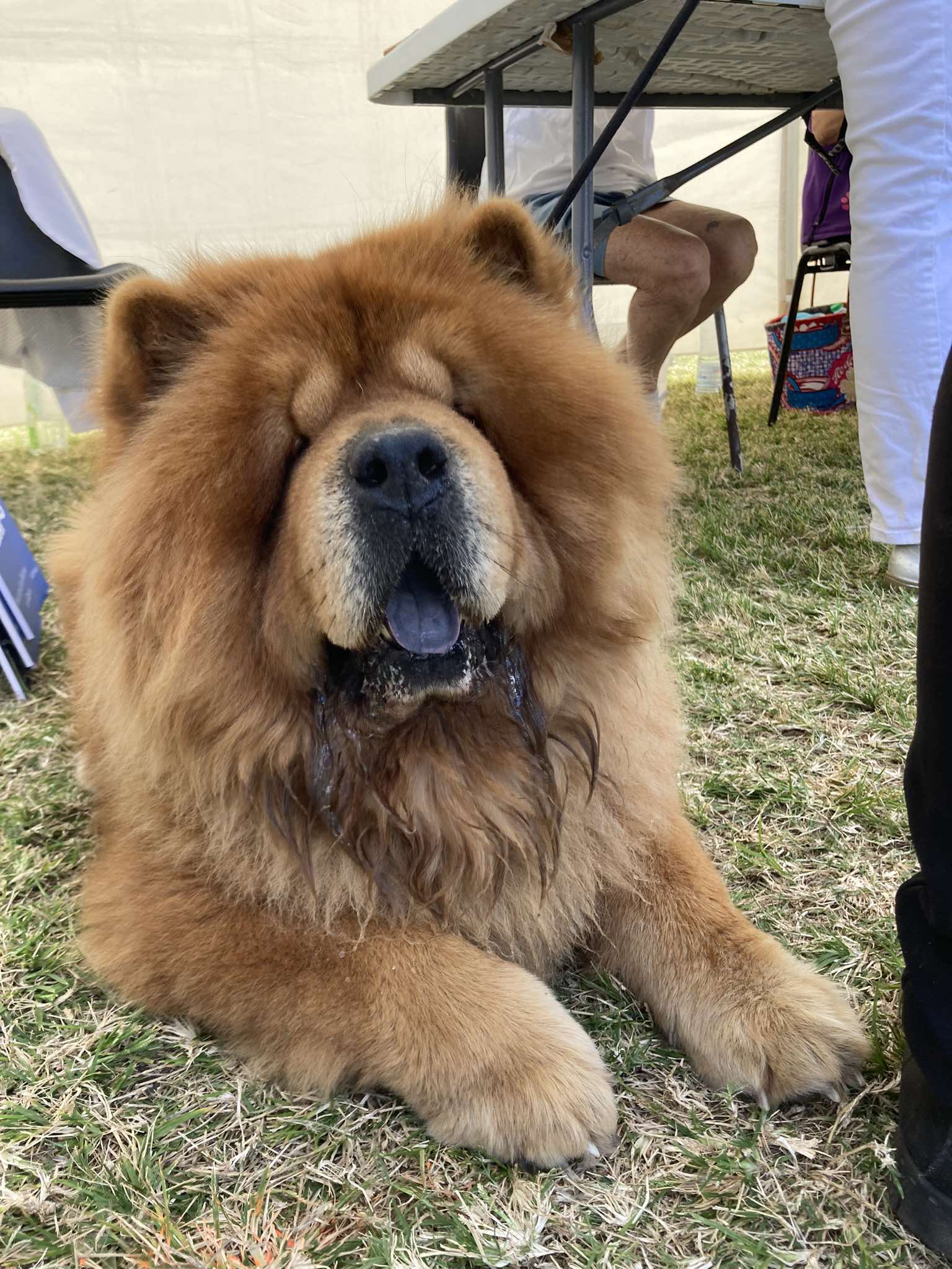 Oyapoké, Chow Chow LOF, résultats excellents en expositions canines