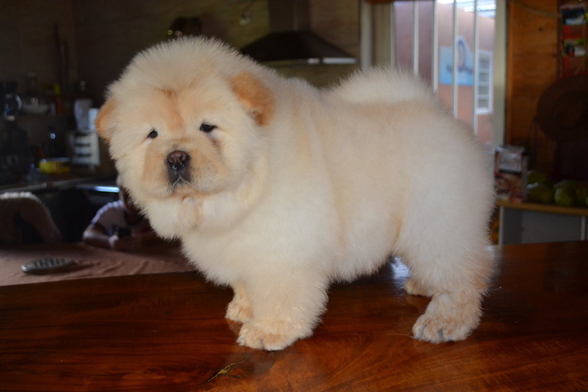 Chiot Chow Chow crème sur une table de préparation avant exposition