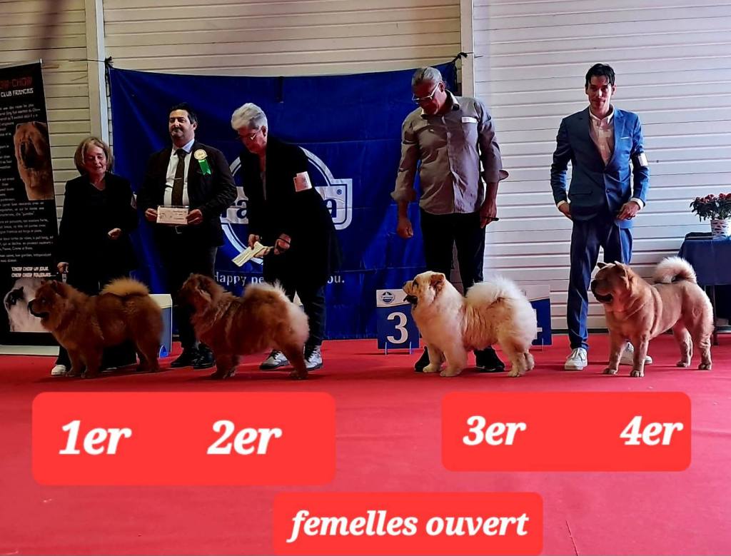 Chiens de l’élevage Les Samouraïs de la Fornaise présentés en exposition canine à La Réunion, avec leurs maîtres et éleveurs – Chow-Chows poil court et poil long