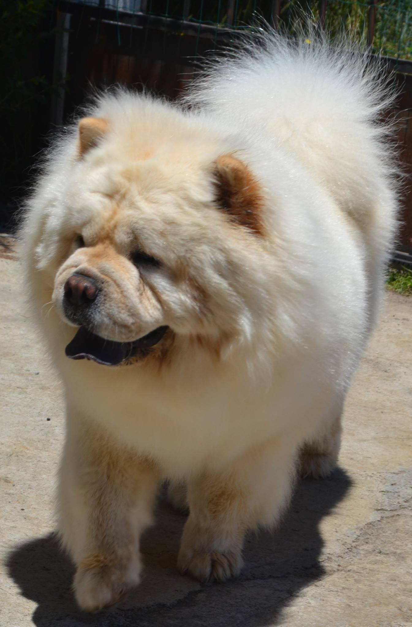 IWOK, Chow&nbsp;Chow cr&egrave;me &agrave; poil long – reproducteur s&eacute;lectionn&eacute;