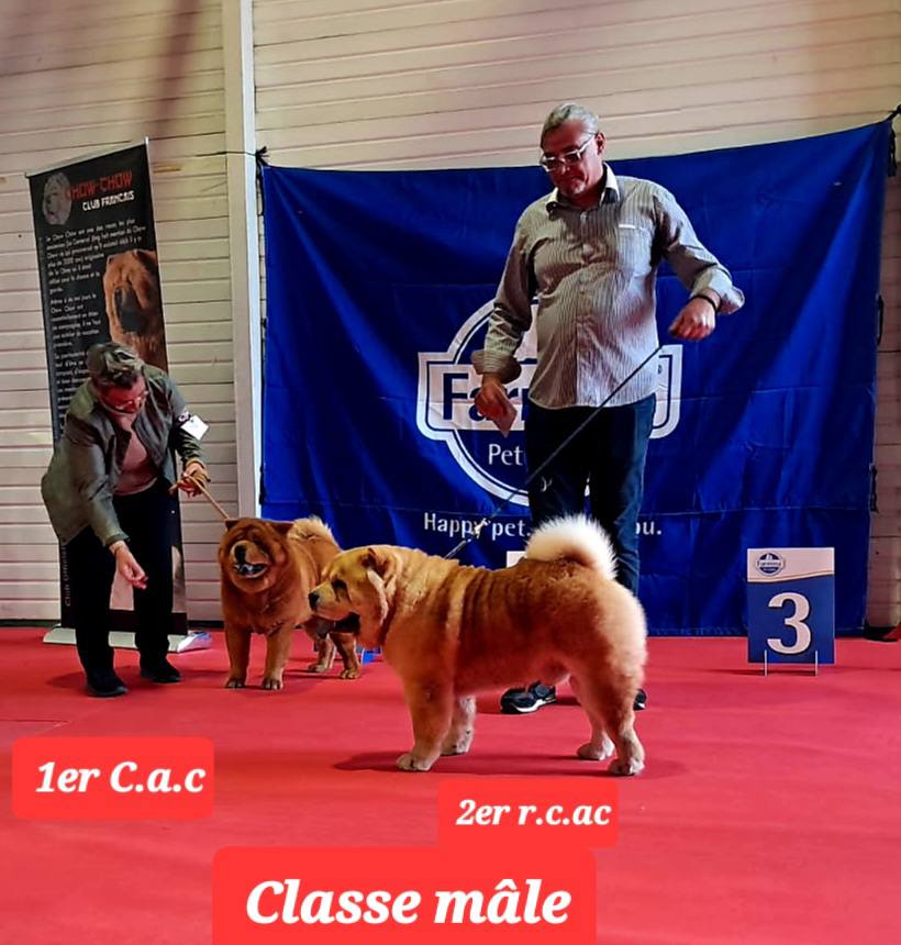 Chiens de l’élevage Les Samouraïs de la Fornaise présentés en exposition canine à La Réunion, avec leurs maîtres et éleveurs – Chow-Chows poil court et poil long