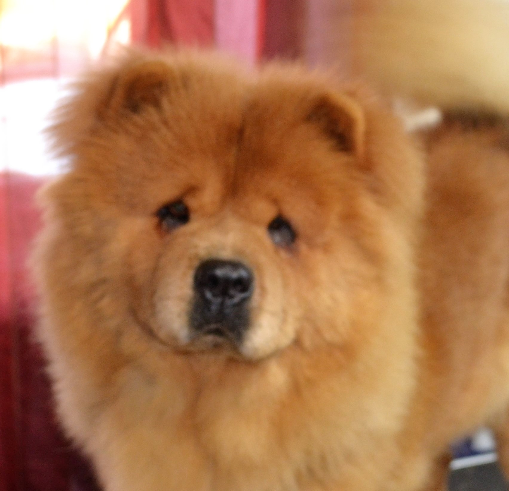 Reyu des Samouraïs de la Fournaise, Chow Chow LOF cannelle à poil long, Excellent en régionale 2024