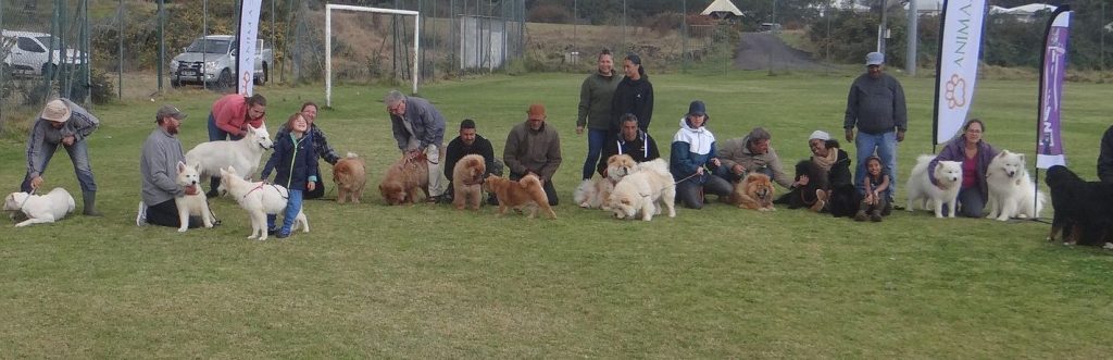 Pic nic chow chow reunion 974 elevage des samourais de la fournaise