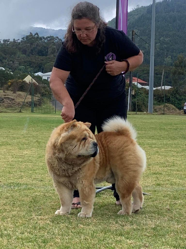 Total Recall chow chow poils court champion de france elevage des samourais de la Fournaise