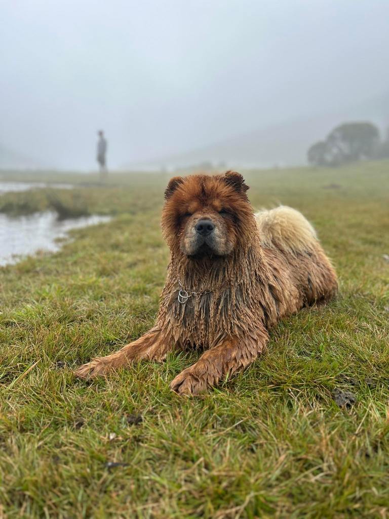 Fashion Girl elevage des samourais de la fournsaise chow chow réunion 974