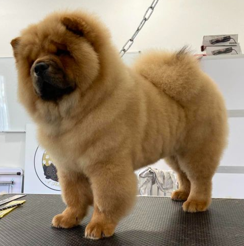 Fashion Girl, Chow Chow LOF rouge à poil long, grosse ossature, multi-primée