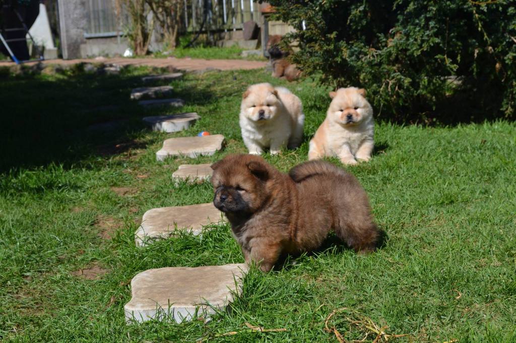 Chiots chow chow poils long et poils court élevage des samourais de la fournaise élevage chow chow réunion 974
