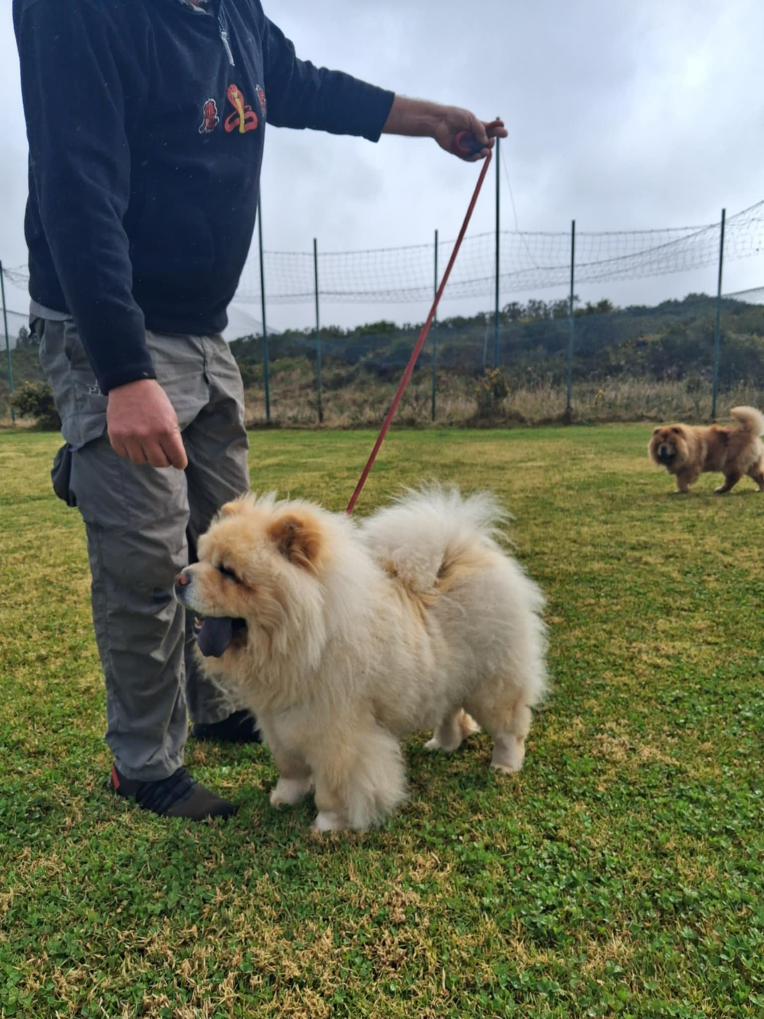 Creamy, Chow Chow LOF crème, grande avec bonne ossature, 1ère femelle Nationale d'élevage 2023