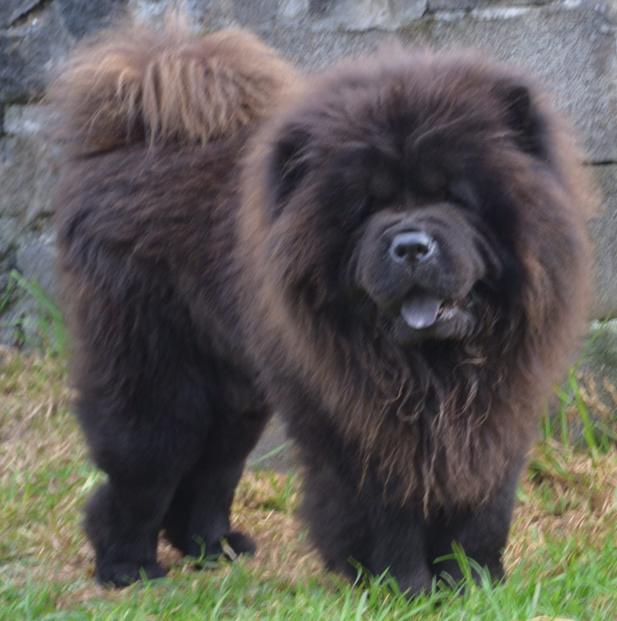 Chow Chow champion en ext&eacute;rieur – &Eacute;levage des Samoura&iuml;s de la Fournaise