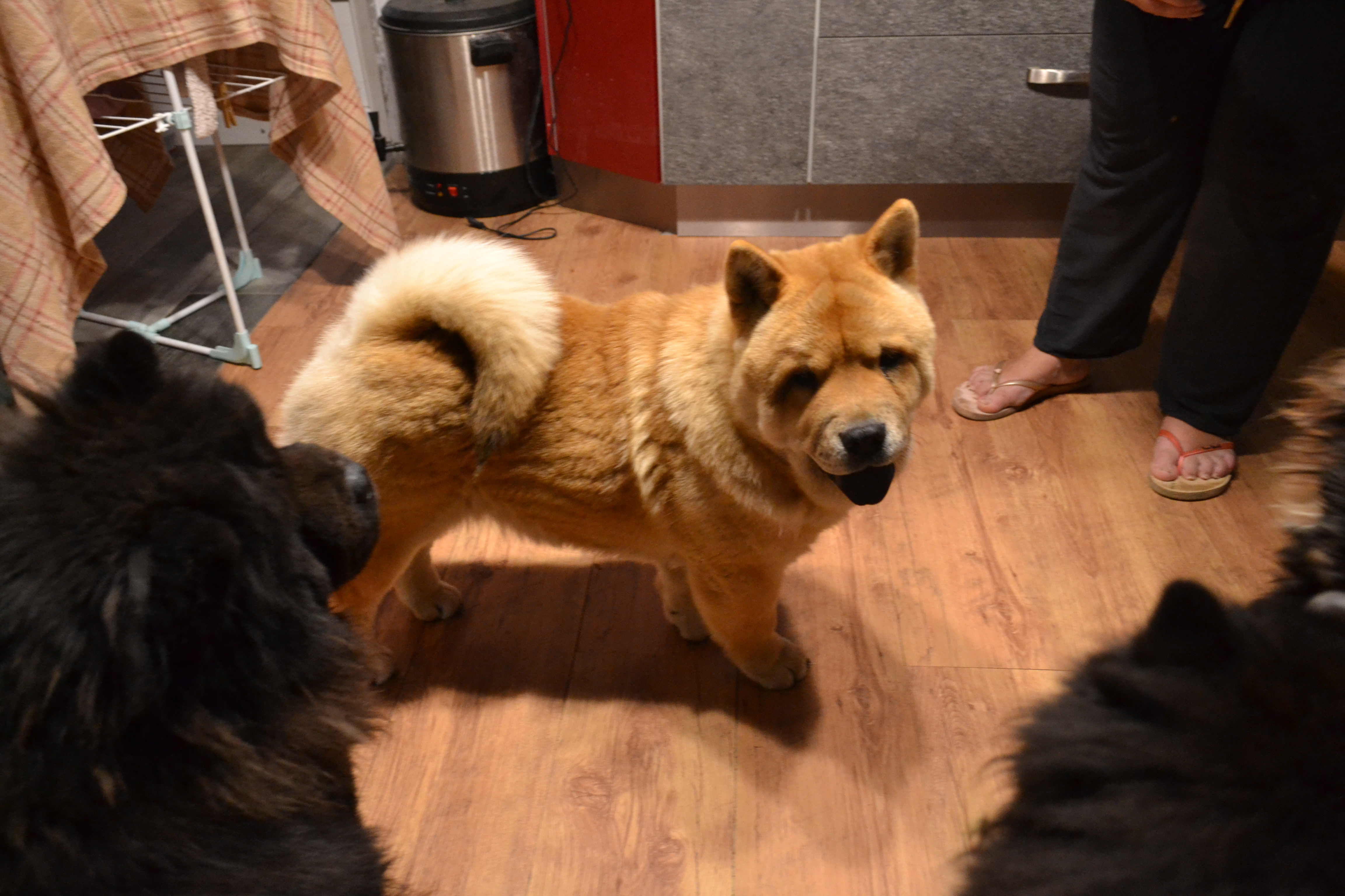 Sailor Moon des Samouraïs de la Fournaise, Chow Chow LOF fauve clair à poil court, plusieurs fois primée