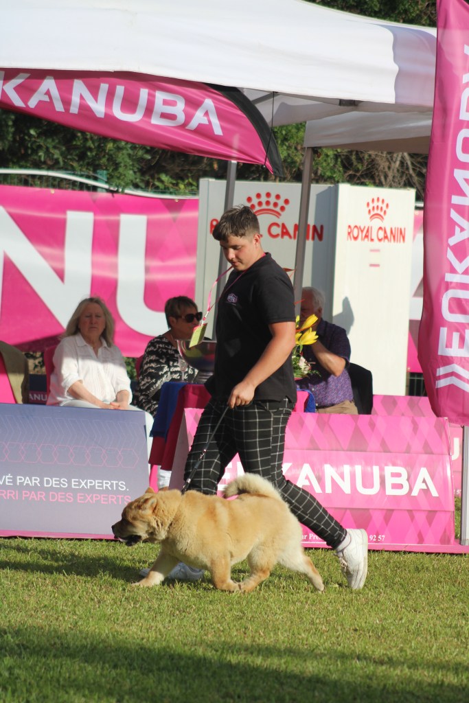 Exposition canine la réunion elevage des samourais de la fournaise
