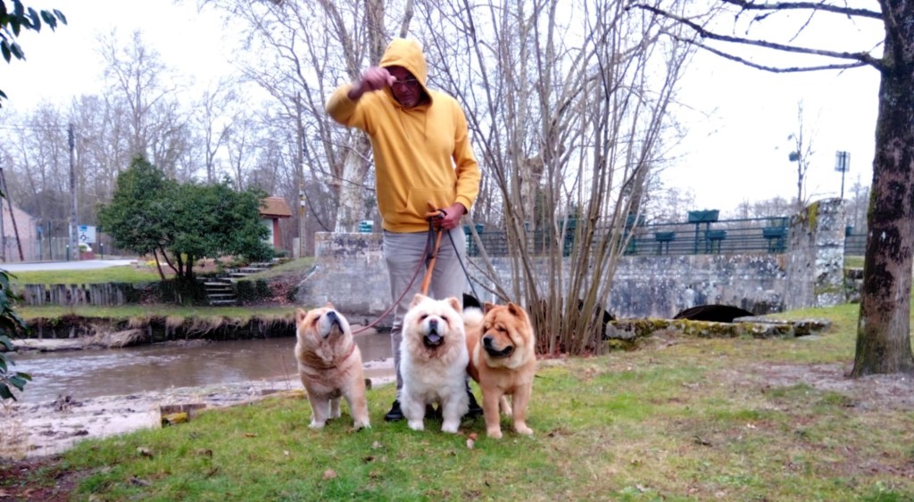 exposition chow chow bourges samourais de la fournaise elevage chow chow réunion 974