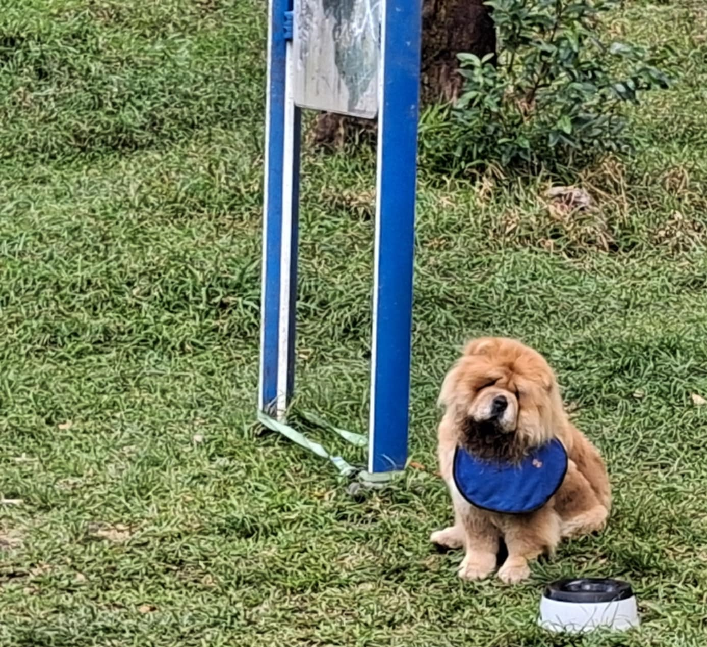 Vaness, Chow Chow LOF cannelle, compacte avec excellente ossature