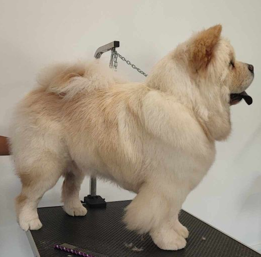 Happy Samouraï, Chow Chow LOF crème à poil long, meilleure du sexe opposé en régionale